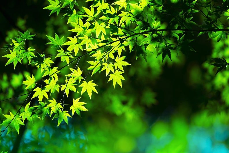 20 GREEN JAPANESE MAPLE Tree Ornamental Acer Palmatum Palmate Maple Yellow Fall Color Red Flower Seeds - Image 2