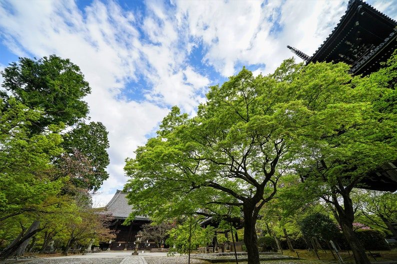 20 GREEN JAPANESE MAPLE Tree Ornamental Acer Palmatum Palmate Maple Yellow Fall Color Red Flower Seeds - Image 5