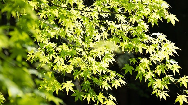 20 GREEN JAPANESE MAPLE Tree Ornamental Acer Palmatum Palmate Maple Yellow Fall Color Red Flower Seeds - Image 4