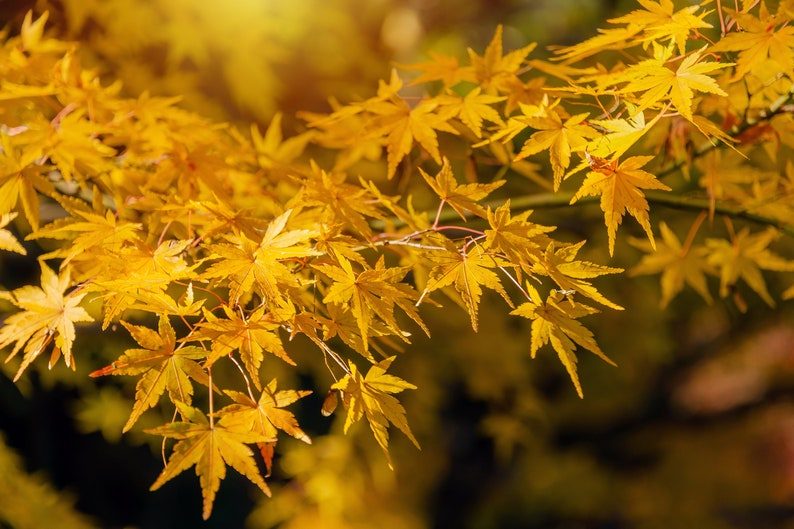 20 GREEN JAPANESE MAPLE Tree Ornamental Acer Palmatum Palmate Maple Yellow Fall Color Red Flower Seeds - Image 9