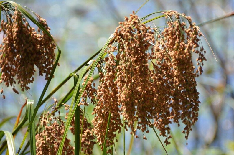 1000 WOOLGRASS Scirpus Cyperinus Wool Grass Teddybear Paws Woolsedge Cottongrass Bulrush Ornamental Wetland Grass Seeds