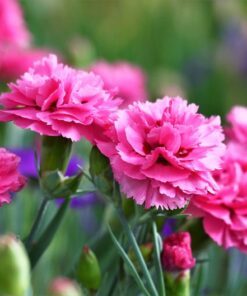 Alternative view of 50 PINK ROSE CARNATION Dianthus Caryophyllus Grenadin Double Flower Seeds *Flat S/H