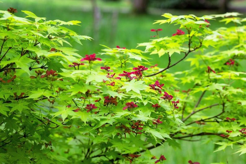 20 GREEN JAPANESE MAPLE Tree Ornamental Acer Palmatum Palmate Maple Yellow Fall Color Red Flower Seeds - Image 8