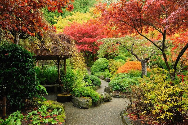 20 GREEN JAPANESE MAPLE Tree Ornamental Acer Palmatum Palmate Maple Yellow Fall Color Red Flower Seeds - Image 10