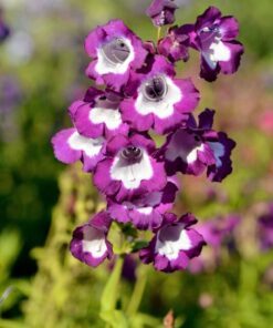 Alternative view of 100 SENSATION MIX PENSTEMON Hartwegii Beardtongue Mixed Colors Two Tone Red