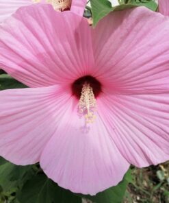 Alternative view of 20 LIGHT PINK HIBISCUS Moscheutos var