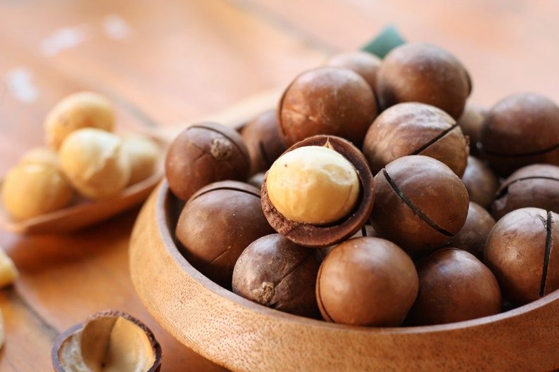 5 MACADAMIA NUT Tree Macadamia Integrifolia Brown Shell Beige Nut Fruit White & Pink Flower Seeds - Image 6