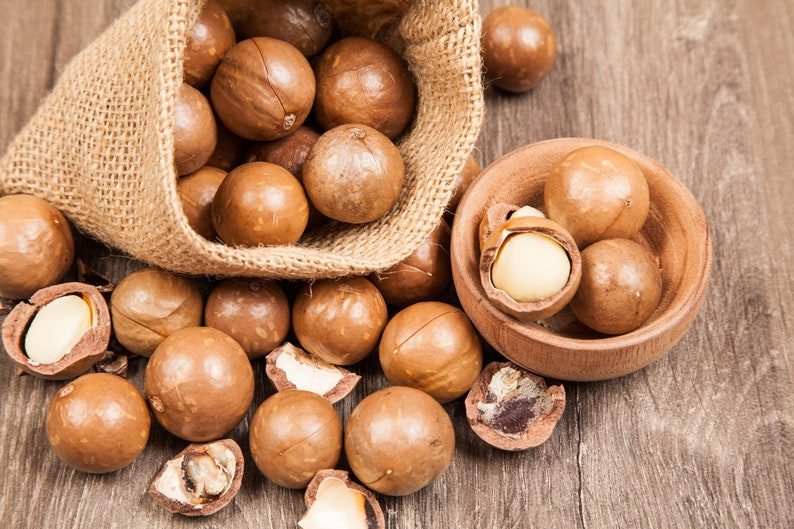 5 MACADAMIA NUT Tree Macadamia Integrifolia Brown Shell Beige Nut Fruit White & Pink Flower Seeds