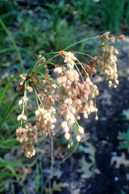 1000 WOOLGRASS Scirpus Cyperinus Wool Grass Teddybear Paws Woolsedge Cottongrass Bulrush Ornamental Wetland Grass Seeds - Image 3