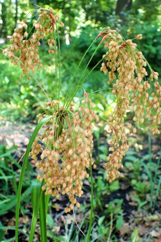 1000 WOOLGRASS Scirpus Cyperinus Wool Grass Teddybear Paws Woolsedge Cottongrass Bulrush Ornamental Wetland Grass Seeds - Image 4