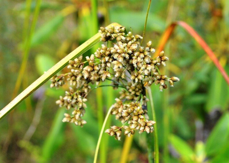 1000 WOOLGRASS Scirpus Cyperinus Wool Grass Teddybear Paws Woolsedge Cottongrass Bulrush Ornamental Wetland Grass Seeds - Image 6