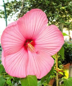 20 LIGHT PINK HIBISCUS Moscheutos var