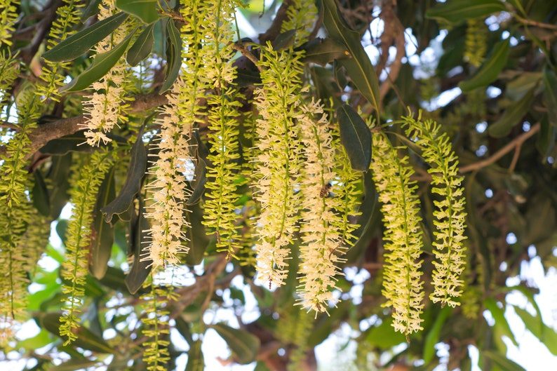 5 MACADAMIA NUT Tree Macadamia Integrifolia Brown Shell Beige Nut Fruit White & Pink Flower Seeds - Image 3