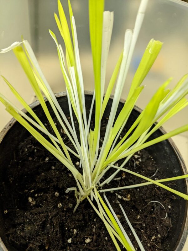 50 VARIEGATED CAT GRASS White & Green Pet Grass Catgrass Triticum Aestivum Seeds - Image 2