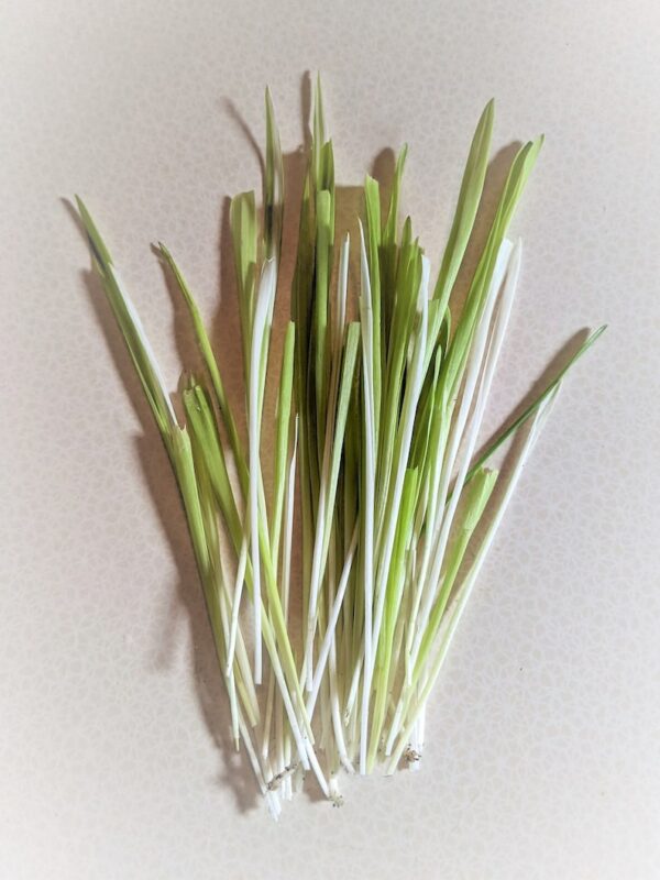 50 VARIEGATED CAT GRASS White & Green Pet Grass Catgrass Triticum Aestivum Seeds - Image 3