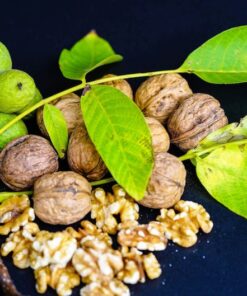 Alternative view of English Walnut Seeds - 5 Hardy Carpathian Persian Nut Tree Seeds - Juglans Regia for USDA Zones 3-9