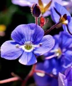 Alternative view of 50 CREEPING BLUE SPEEDWELL Veronica Repens Groundcover Flower Seeds *Comb S/H