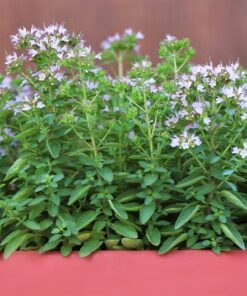Alternative view of 2000 SWEET MARJORAM Origanum Majorana Herb Flower Seeds