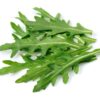 2000 ARUGULA Eruca Vesicaria Sativa Greens Vegetable Seeds