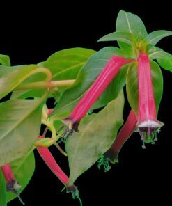 Alternative view of 10 ROSE CIGAR PLANT Mexican Firecracker Cuphea Ignea Coan Pink Yellow Hummingbird Flower Seeds