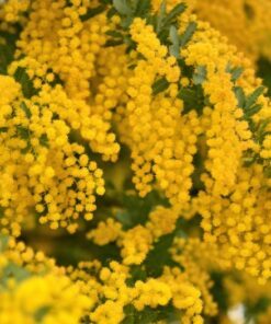 Alternative view of 10 GOLDEN MIMOSA Acacia Baileyana Yellow Wattle Tree Flower Seeds Comb S/H