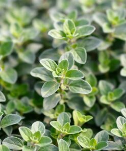 2000 SWEET MARJORAM Origanum Majorana Herb Flower Seeds