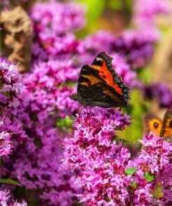 Alternative view of 500 OREGANO Origanum Vulgare Herb Purple Butterfly Flower Seeds