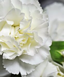Alternative view of 50 WHITE CARNATION Dianthus Caryophyllus Grenadin Flower Seeds *Comb S/H