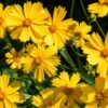 1000 YELLOW SAND COREOPSIS Lanceolata Lanceleaf Tickseed Flower Seeds