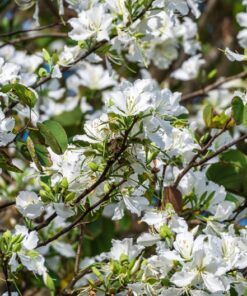 Alternative view of 10 WHITE ORCHID TREE Bauhinia Alba syn Variegata Candida Hawaiian Mountain Ebony Camel's Foot Butterfly Flower Tree Hummingbird Seeds