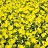 150 DWARF EVENING PRIMROSE ( Missouri Primrose / Ozark Sundrops ) Oenothera Macrocarpa syn