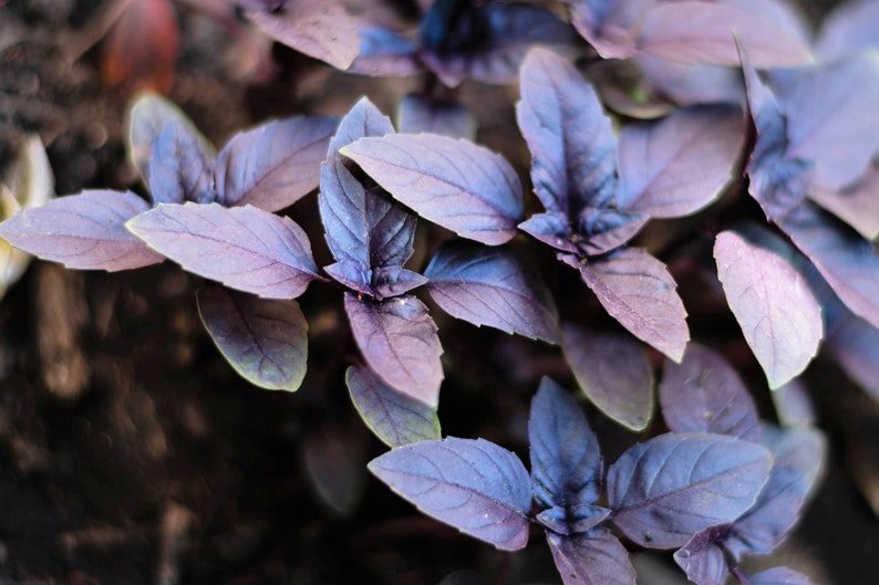 200 Purple Krishna Tulsi HOLY BASIL Ocimum Sanctum Tenuiflorum Herb Flower Seeds - Image 6
