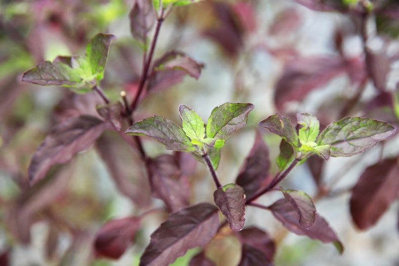200 Purple Krishna Tulsi HOLY BASIL Ocimum Sanctum Tenuiflorum Herb Flower Seeds - Image 3