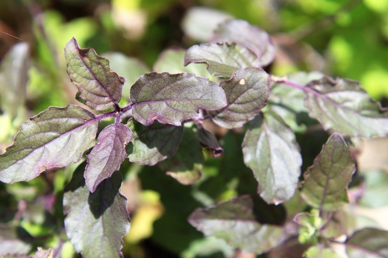 200 Purple Krishna Tulsi HOLY BASIL Ocimum Sanctum Tenuiflorum Herb Flower Seeds - Image 4