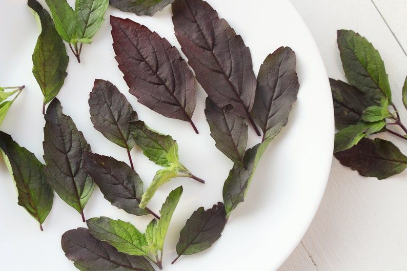 200 Purple Krishna Tulsi HOLY BASIL Ocimum Sanctum Tenuiflorum Herb Flower Seeds - Image 2