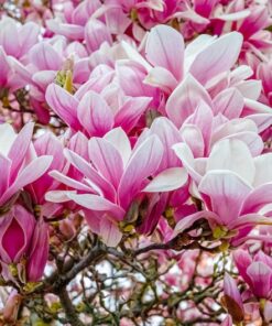 Alternative view of 5 SAUCER MAGNOLIA x Soulangeana Denudata & Liliiflora 5 10" Pink and White Flower Tulip Tree Seeds