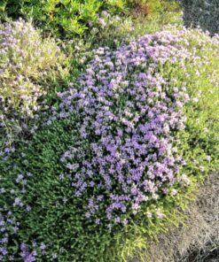 20 MEDITERRANEAN THYME Spiked Thymbra Spicata Pink Savory Herb Za’atar Perennial Herb Flower Seeds