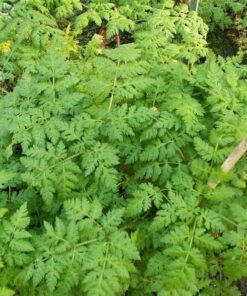 Alternative view of 20 SWEET CICELY Myrrhis Odorata Herb Fragrant Flower Licorice Flavor Seeds