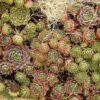 25 MIXED HENS & CHICKS Chickens Succulent (Live Forever) Sempervivum Flower Seeds