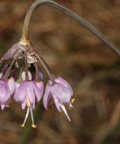 Alternative view of 250 ALLIUM NODDING ONION Allium Cernuum Flower Seeds