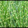 10 ZEBRA GRASS Variegated Maiden Grass Miscanthus Sinensis Zebrinus aka Chinese or Japanese Silver Grass / Plume Grass / Eulalia Seeds