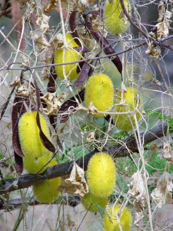 10 WOOLY BEAR GOURD Cucumis Dipsaceus Fuzzy Green Ornamental Seeds - Image 3
