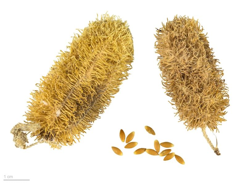 10 WOOLY BEAR GOURD Cucumis Dipsaceus Fuzzy Green Ornamental Seeds - Image 6