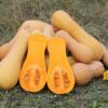 50 WALTHAM BUTTERNUT SQUASH Winter Cucurbita Moschata Vegetable Seeds