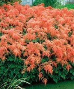 Alternative view of 50 MIXED Colors ASTILBE BUNTER Astilbe Simplicifolia Shade Red White Purple Pink Flower Seeds