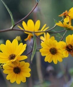 Alternative view of 100 SWAMP SUNFLOWER (Narrowleaf Sunflower) Helianthus Angustifolius Flower Seeds