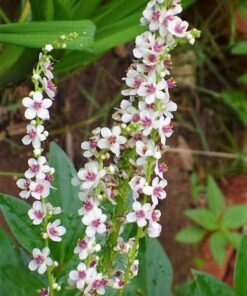 Alternative view of 50 WEDDING CANDLES VERBASCUM Chaixii Album Mullein White Purple Flower Seeds