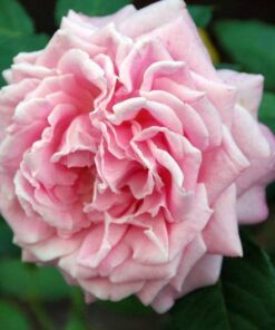 Alternative view of 50 La France PINK CARNATION Dianthus Caryophyllus Chabaud Flower Seeds