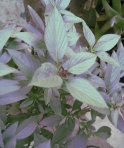 Alternative view of 250 SIAM QUEEN Thai BASIL Ocimum Thyrsiflora Herb Flower Seeds