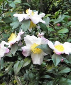 5 TEA PLANT Black & Green Drinking Tea Camellia Sinensis Evergreen Tree Shrub Flower Seeds